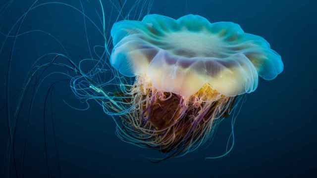 Imagen de una medusa 'melena de león'