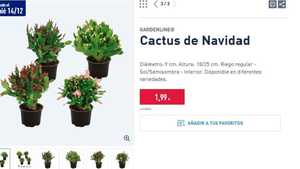 Cactus de Navidad.