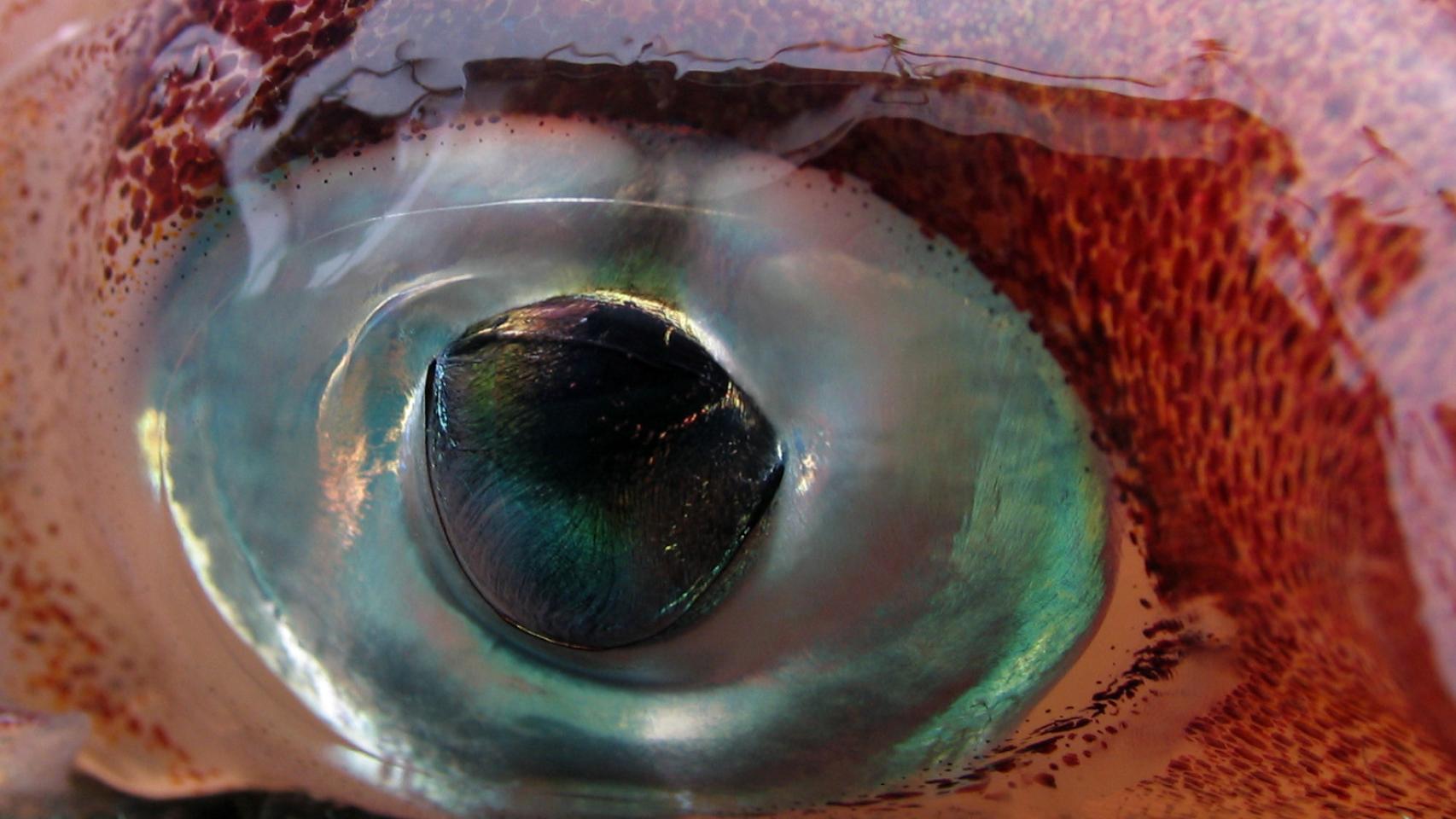 Calamar gigante ojos