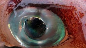 Imagen de archivo de un ojo de calamar.