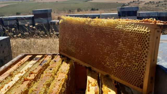 Un panal de abejas de una explotación en Molina de Aragón, en Guadalajara.