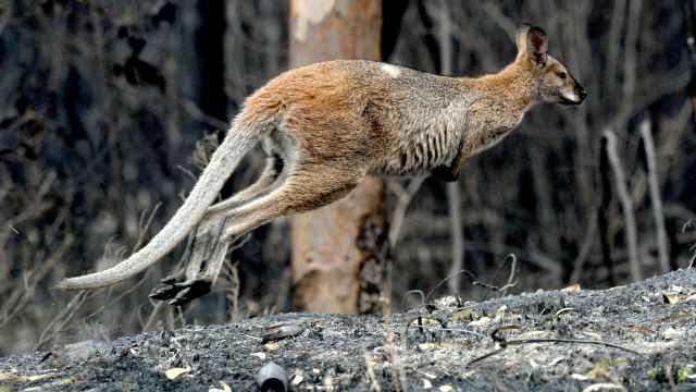 Un canguro superviviente en los incendios de Australia de 2019.
