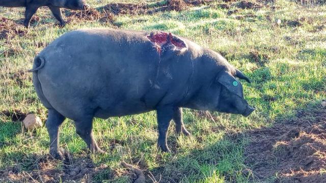 Imagen de uno de los cerdos heridos en la finca de Dani