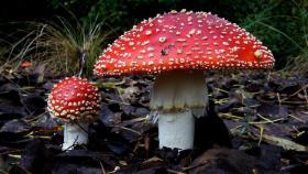 'Amanita muscaria'.