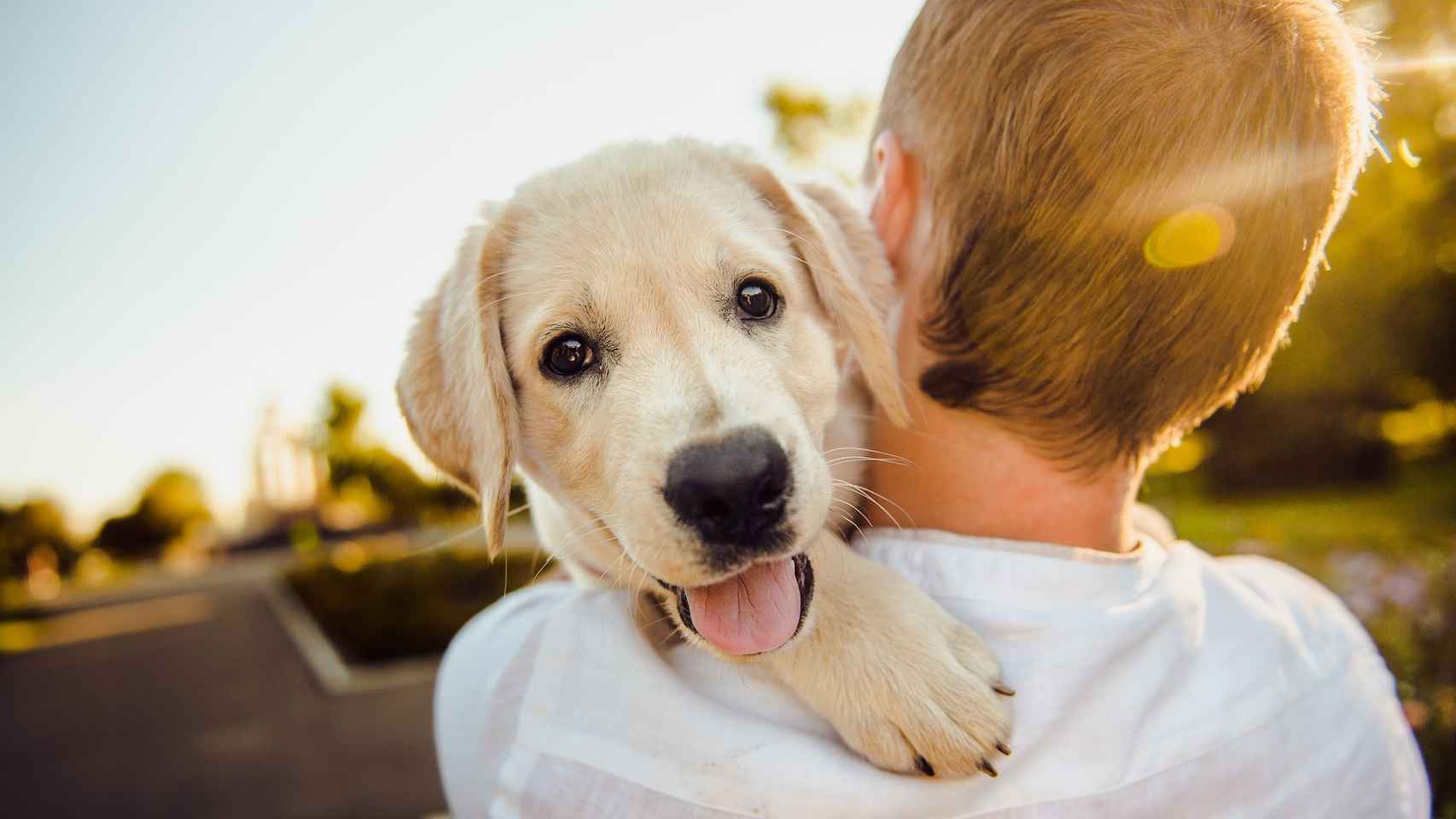 Lo que debes saber si tienes un perro con la nueva ley del Bienestar Animal