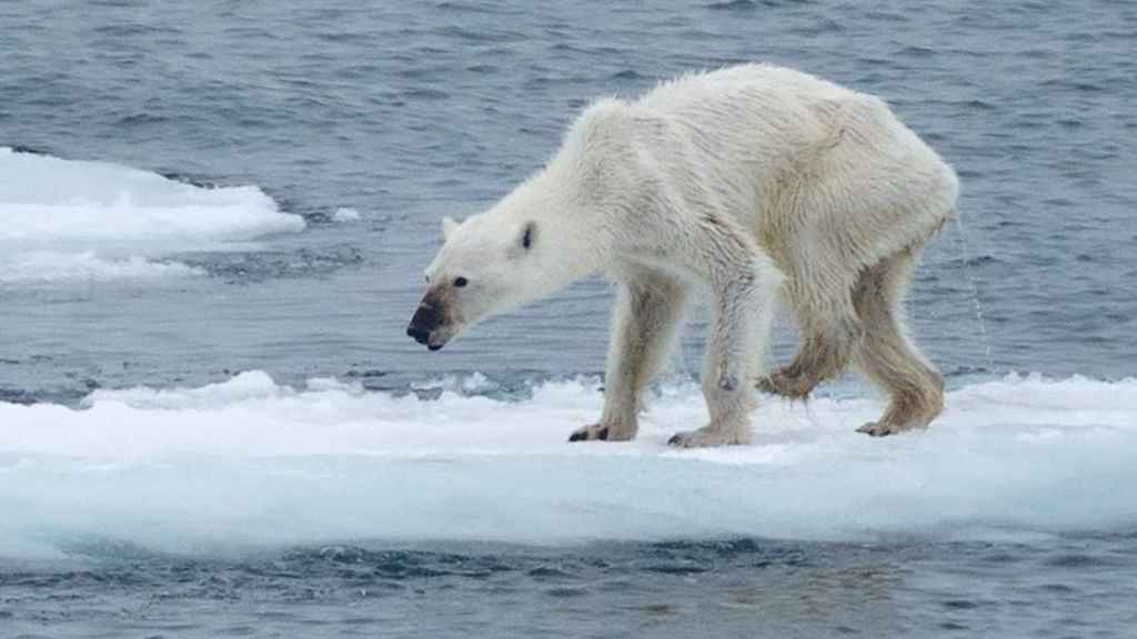 La desgarradora imagen de una osa polar desnutrida, icono del cambio climático.