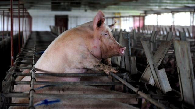 Un animal a punto de ser sacarificado en un matadero.