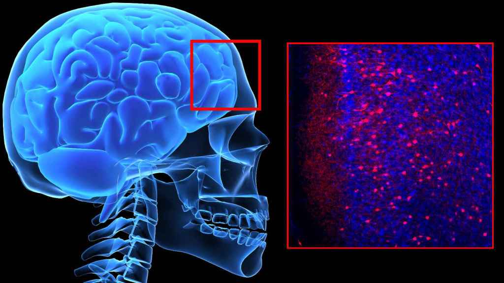 Cerebro,  neurociencia. Estudio  histórico sobre maduración  y crecimiento cerebral. - Página 4 729437610_229813390_1024x576