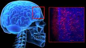 Neuronas de la memoria activadas por el miedo (rojo) sobre las neuronas del córtex prefrontal.