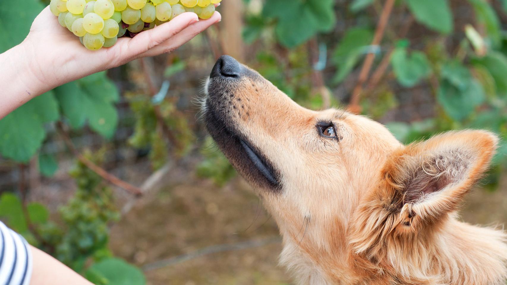 que fruta esta bien para los perros