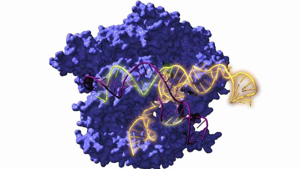Vista de la Cas9, en la que se puede ver una enzima endonucleasa asociada con el sistema CRISPR, actuando sobre el ADN objetivo