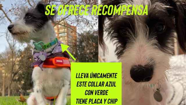 Buscan a Telo, un pequeño perro perdido en plena Serranía de Cuenca