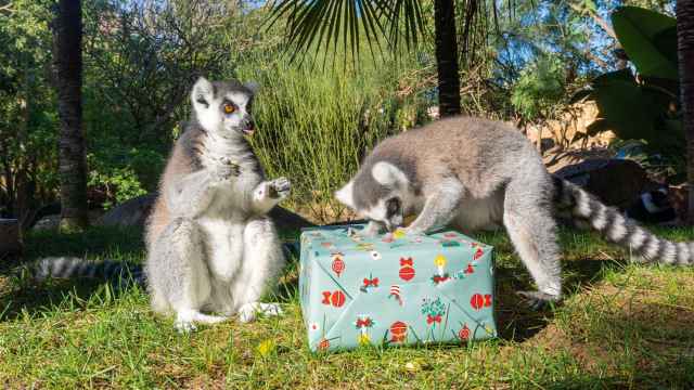 Los lémures con sus regalos de Reyes.