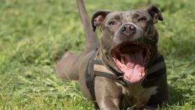 Imagen de archivo de un American Staffordshire Terrier.