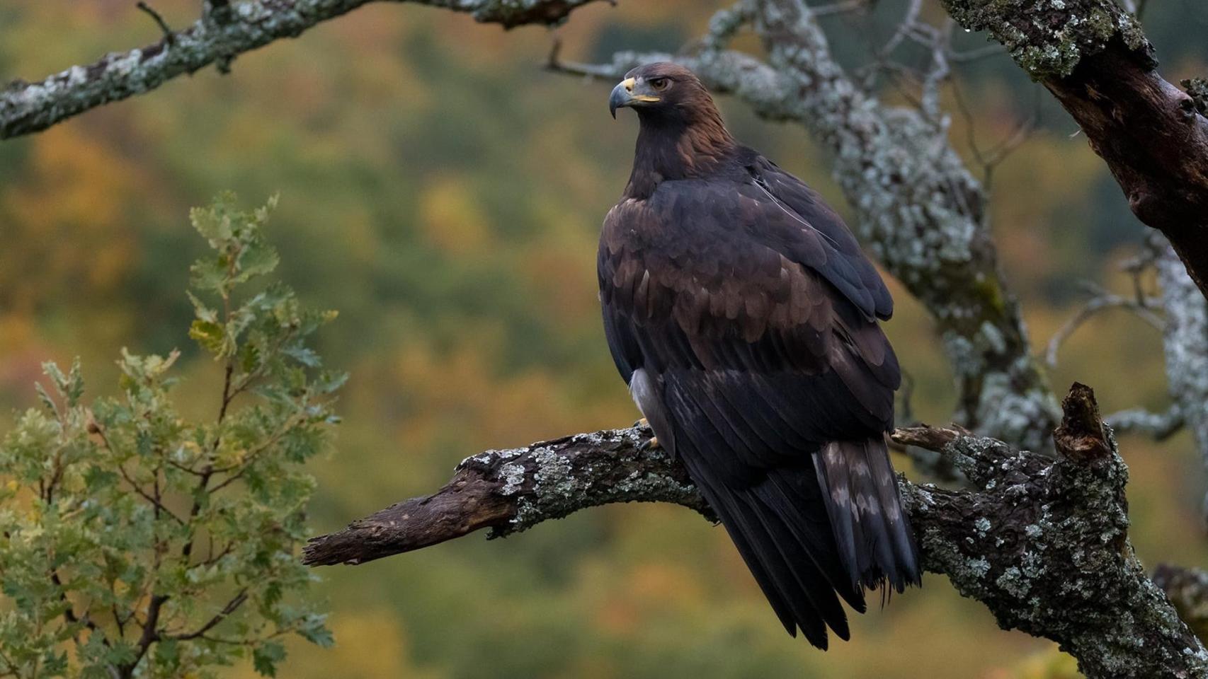 El director talaverano Arturo Menor muestra España a vista de águila real