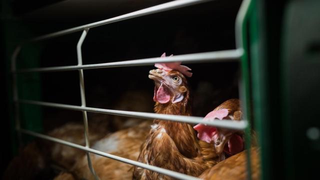 Una gallina en una jaula.