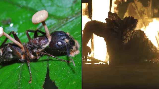El cadáver de una hormiga infectada por cordyceps (izqda.) vs. un humano infectado tal y cómo aparece en la serie (drcha.)