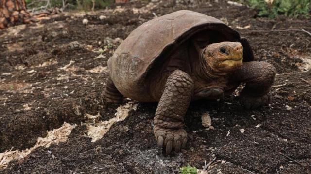 Un ejemplar de tortuga gigante, en imagen de archivo.