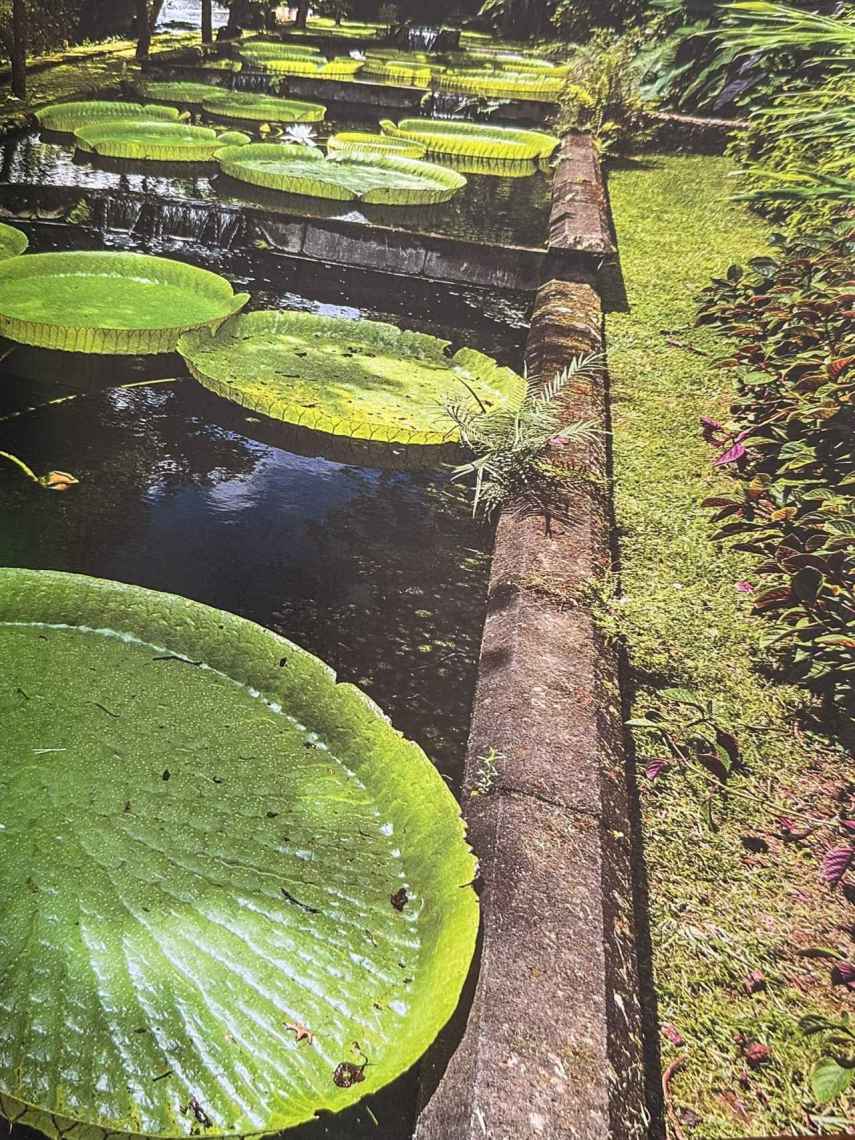 Los estanques de Terra Nostra Garden, el paraíso de sus ranas.