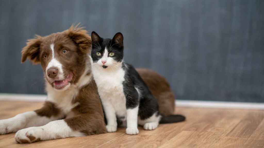 ¿Son más inteligentes los gatos o los perros? Todas las dudas resueltas