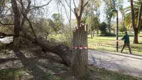 En la imagen, árboles caídos por el viento en el antiguo cauce del río, en Valencia.