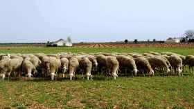 Un rebaño de ovejas lecheras.