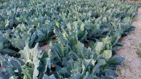 Imagen de archivo del cultivo estrella de la zona, la alcachofa.