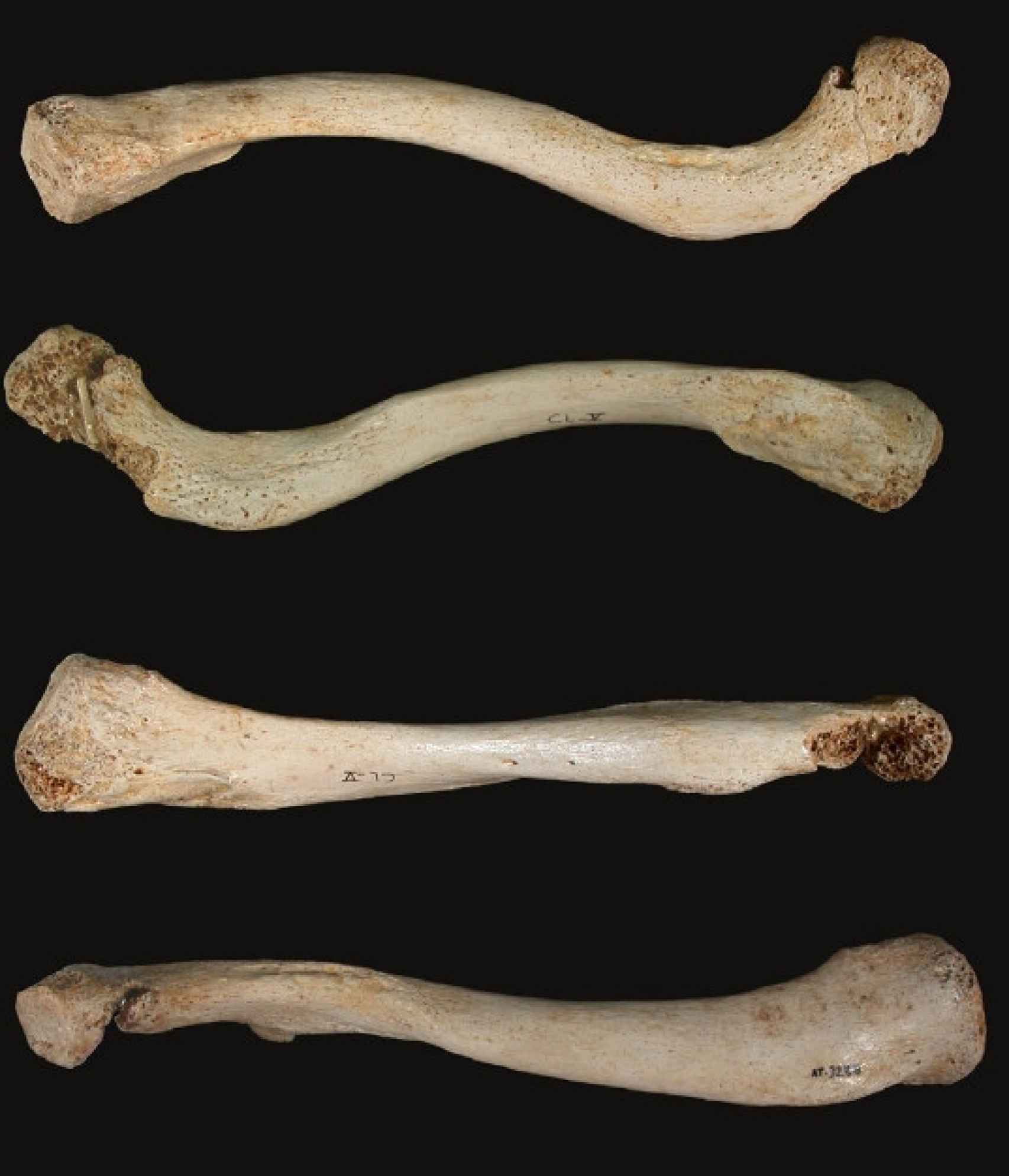 Restos encontrados en el yacimiento de la Sierra de Atapuerca