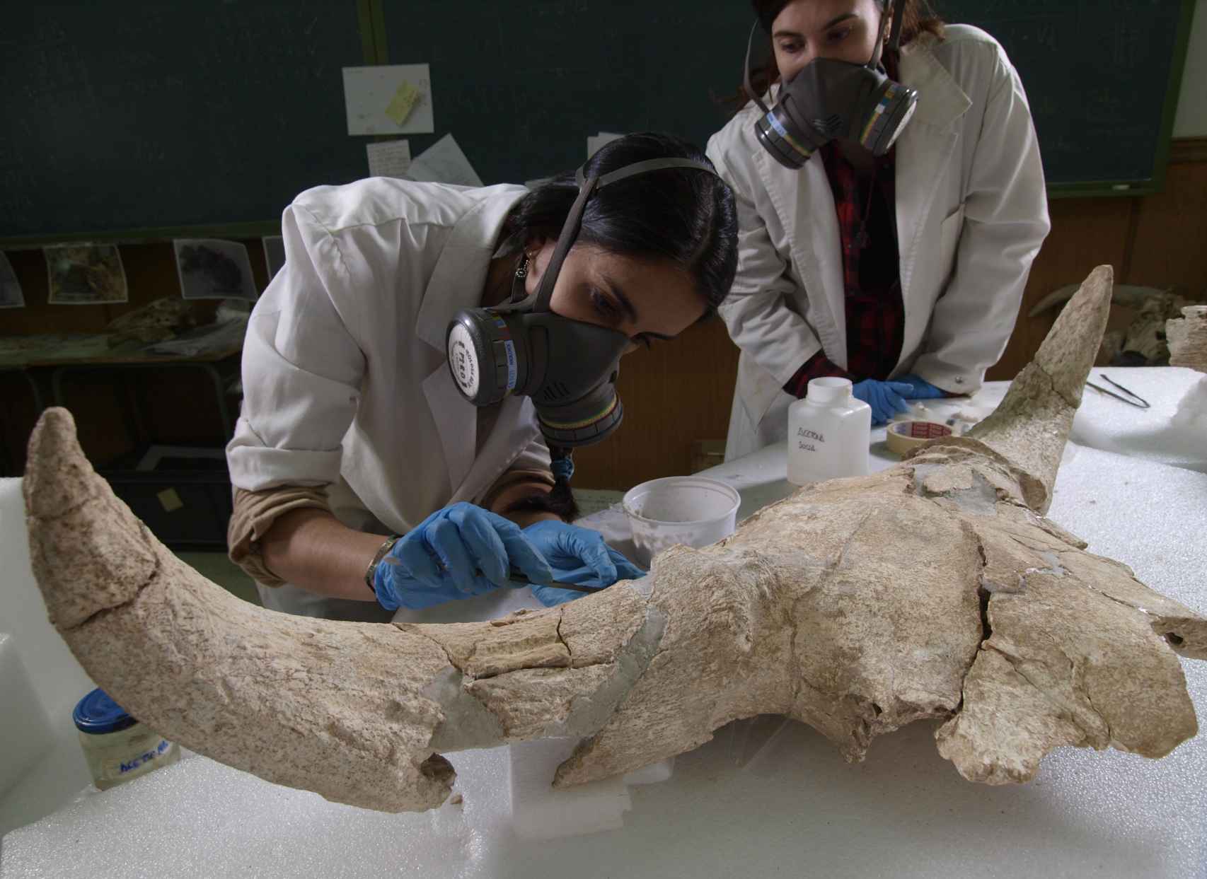 Momento en el laboratorio de restauración de uno de los cráneos de Cueva-Des-Cubierta.