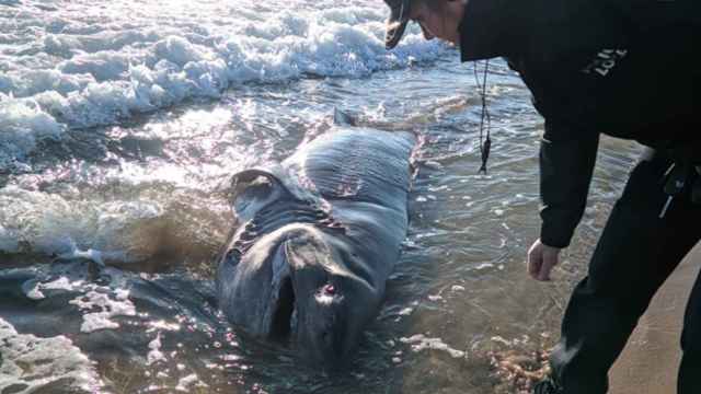 Un hombre sale a pasear en Torrevieja y encuentra un tiburón de media tonelada muerto en la playa