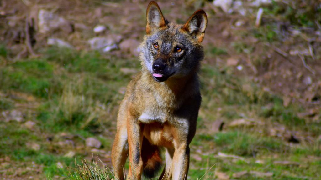 El lobo ibérico recupera población, pero pierde los genes que aseguran ...