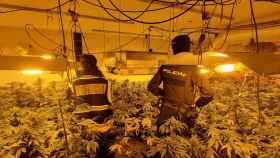 Dos agentes de la Policía Nacional en una de las plantaciones de marihuana descubiertas.
