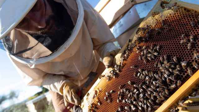 Un apicultor, en imagen de archivo.