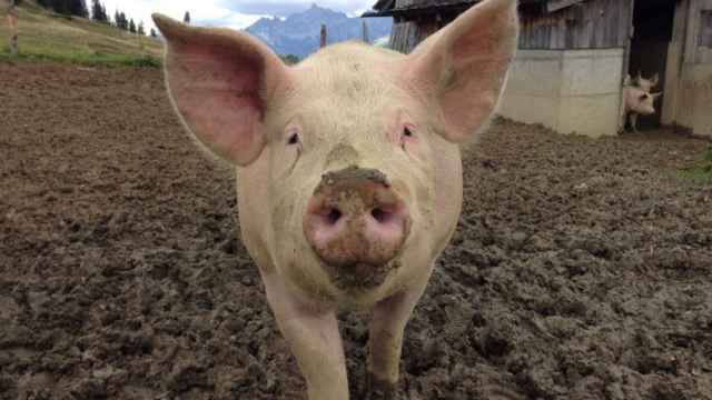 El uso indiscriminado de antimicrobianos en animales de granja representa un grave problema.