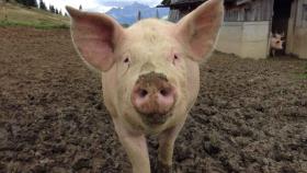 El uso indiscriminado de antimicrobianos en animales de granja representa un grave problema.
