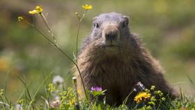 Día de la Marmota 2023: por qué se celebra el 2 de febrero