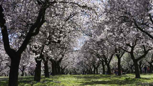 Dónde ver almendros en flor en Madrid: la estampa más japonesa sin salir de la ciudad