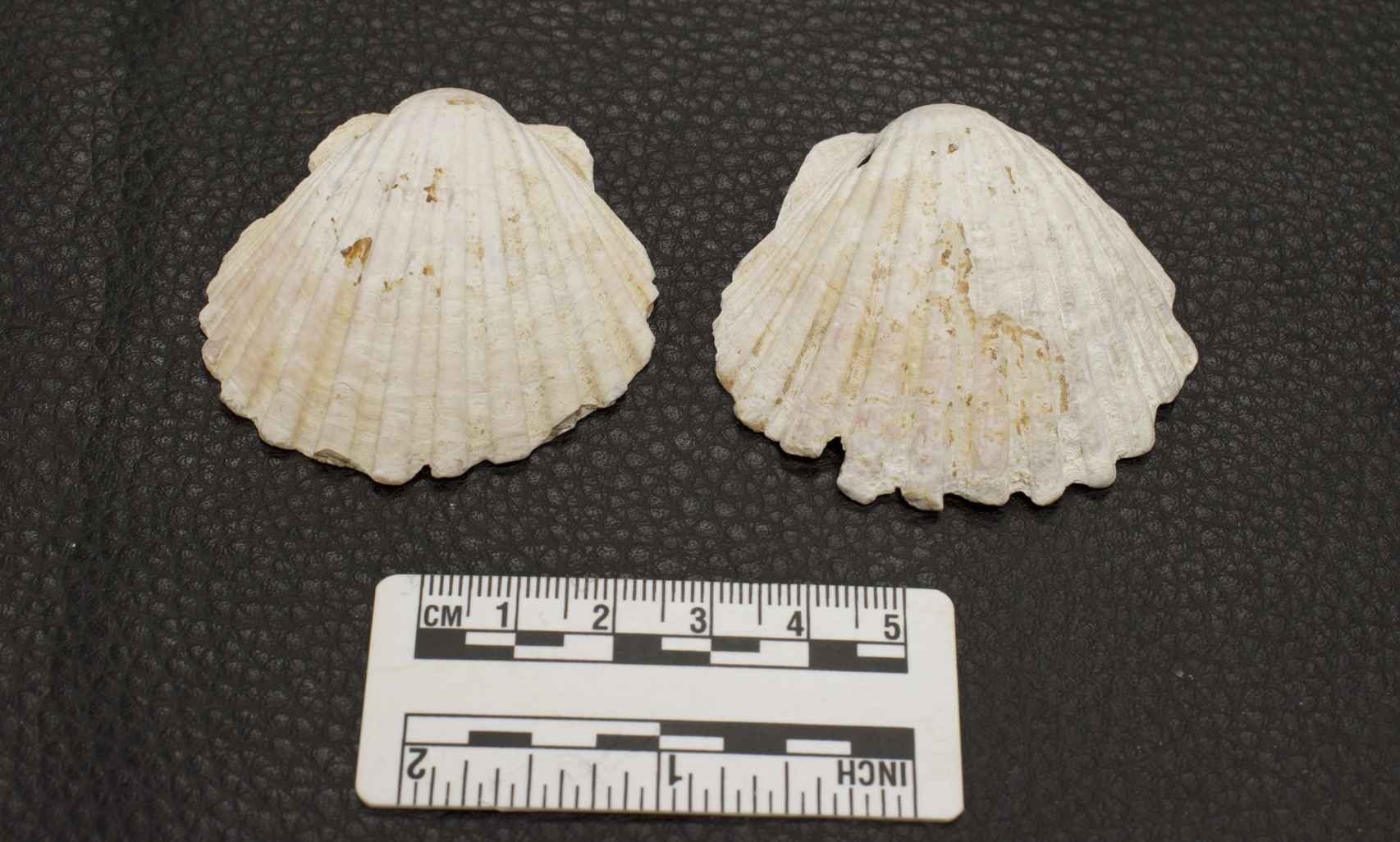 Dos conchas de vieira halladas en tumbas de peregrinos medievales.