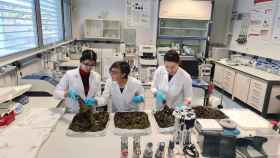 La investigadora Cristina Soler (c), con su equipo, haciendo un cribado de algas en la Sección Departamental de Ciencias de la Alimentación de la Universidad Autónoma de Madrid.