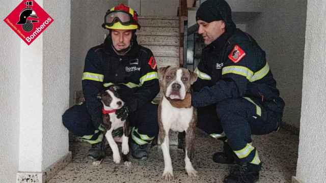 Los bomberos que han participado en el rescate de los dos perros.