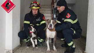 Rescatan a dos perros encerrados y sin comida en una vivienda abandonada de Alicante