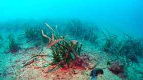Las praderas de posidonia están en peligro por los vertidos marinos, según alertan los científicos.