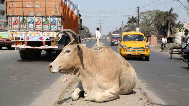 Una vaca en una calle de Calcuta.