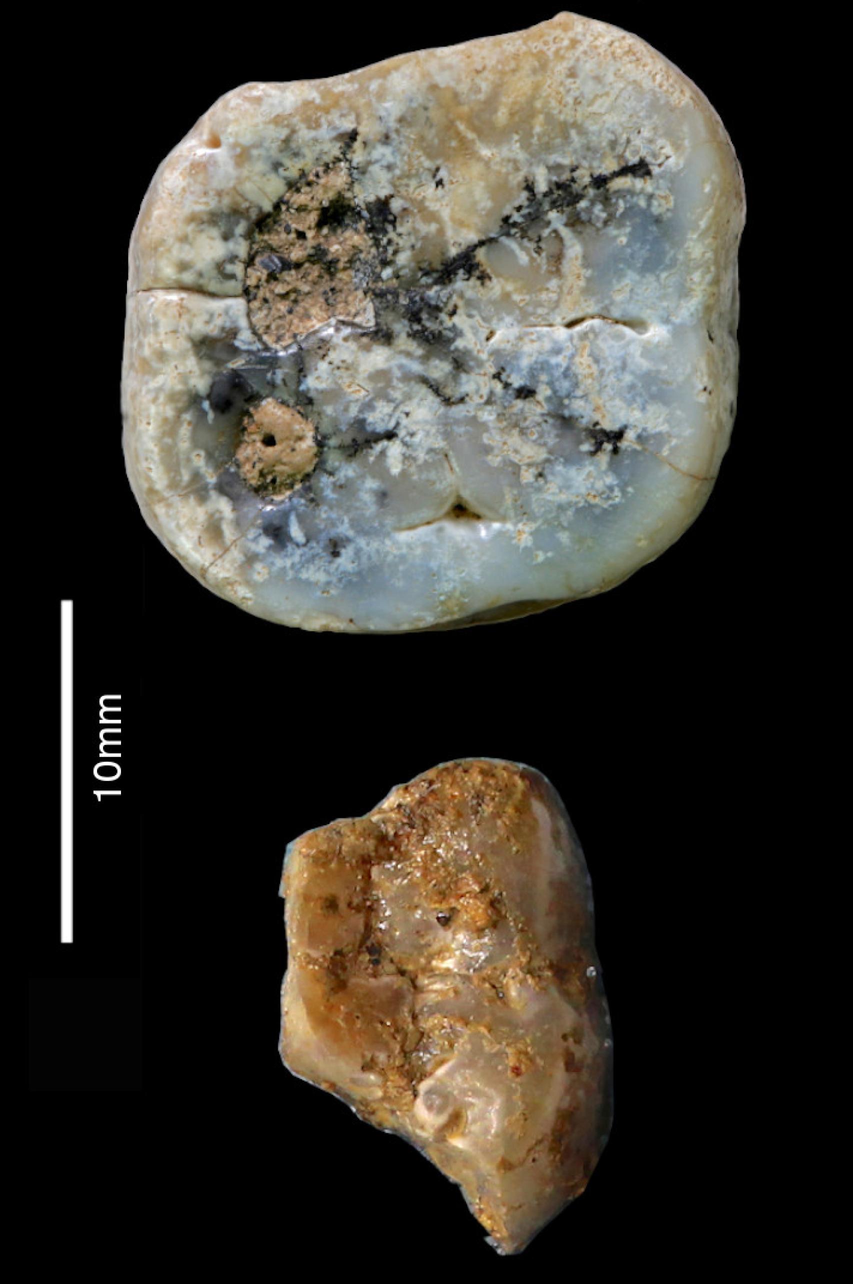 Molares de 'Paranthropus'.