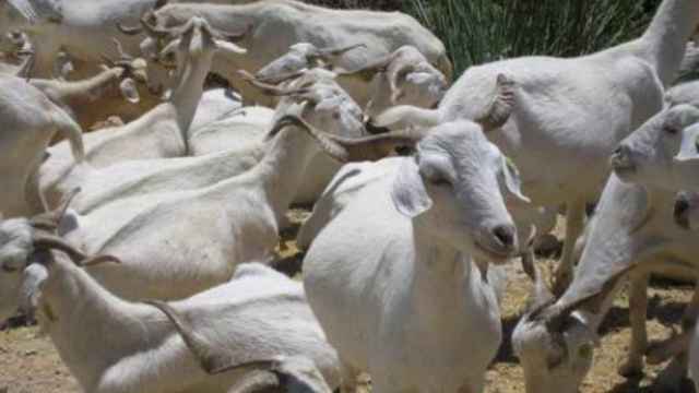 Castilla-La Mancha oficializa la inmovilización del ganado ovino y caprino