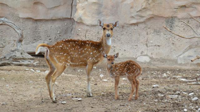 Nace la primera cría del año en Terra Natura Benidorm: un chital