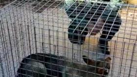 La Guardia Civil captura al perro lobo que merodeaba por varias localidades de Valladolid