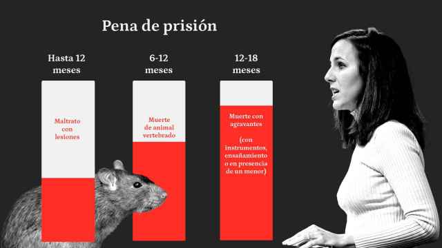 Quien mate una rata en su casa afronta hasta 18 meses de prisión según la ley animal de Belarra