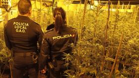 Ambos cuerpos, la Local y la Nacional, en la plantación de marihuana.