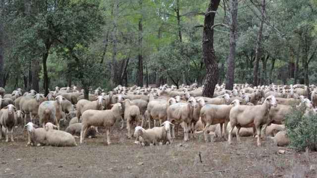 Castilla-La Mancha baraja levantar la inmovilización del ganado ovino antes de lo previsto